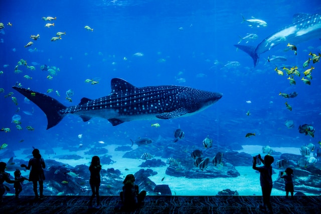 The Destructive Truth Behind Aquariums