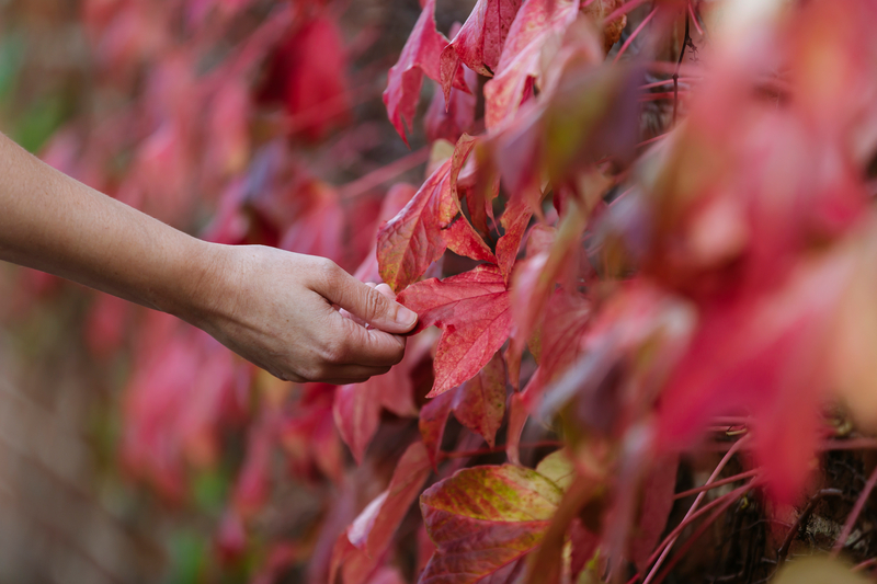 fallen-autumn-leaves-are-a-valuable-resource-here-s-how-to-make-the