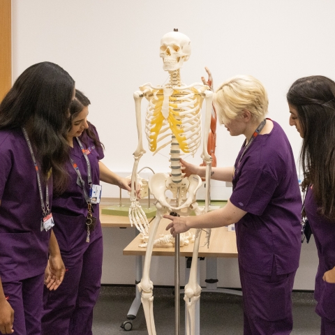 Medical Degree students using a model skeleton