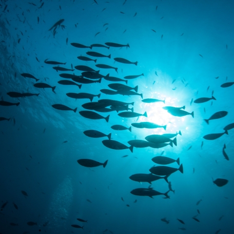 School of fish swimming in deep ocean