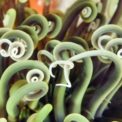 Up close image of sea worms