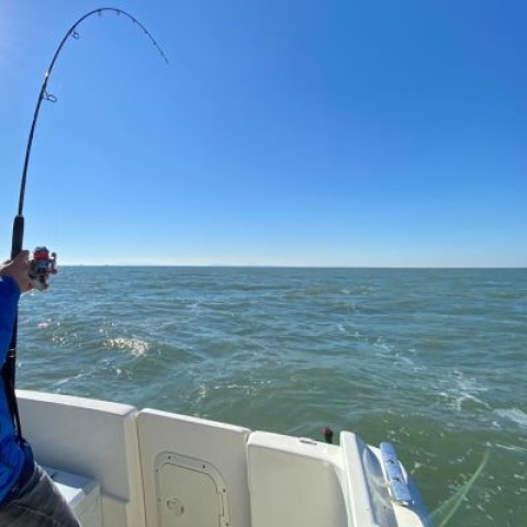 Competitor in sea angling competition using fishing rod