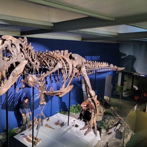 Trinity T.rex skeleton