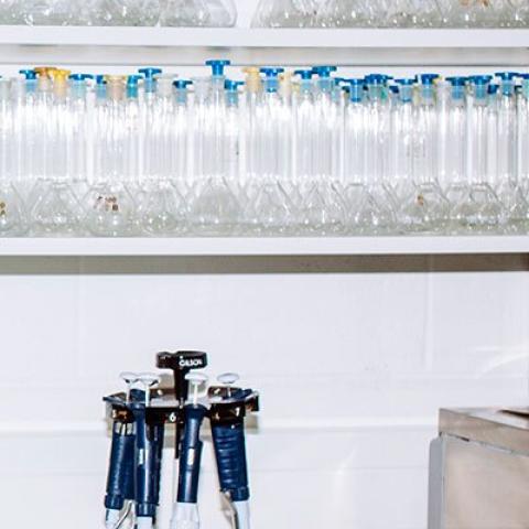 Biotechnology student in a lab, reaching up to a shelf full of glass containers