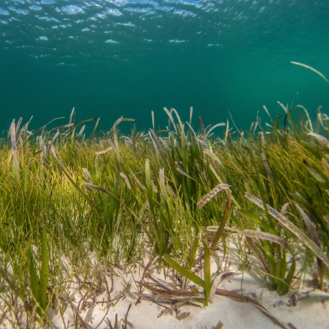 seagrass