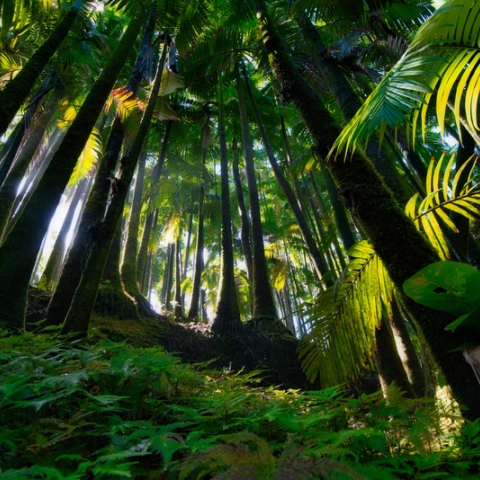 View from a forest floor in Hawaii