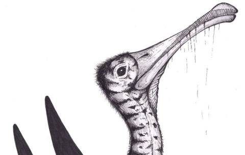 Artwork of a Jurassic pterosaur