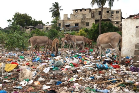 lamu donkey