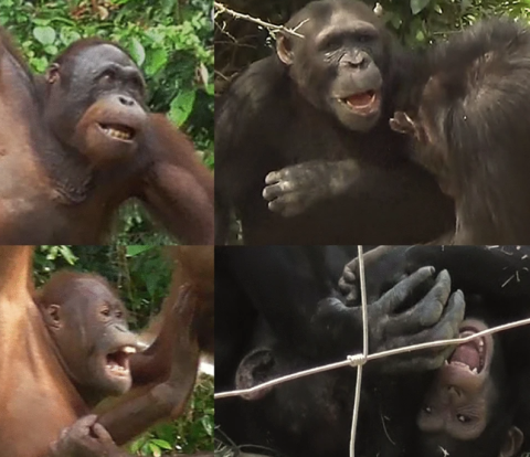 Orangutans and chimpanzees