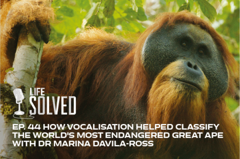 Life solved endangered great ape