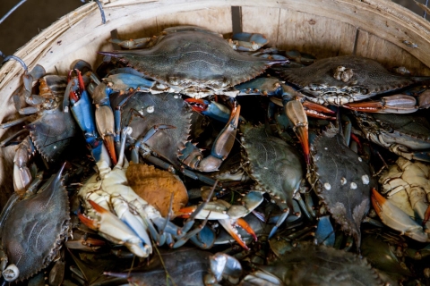 A bucket of grey crabs