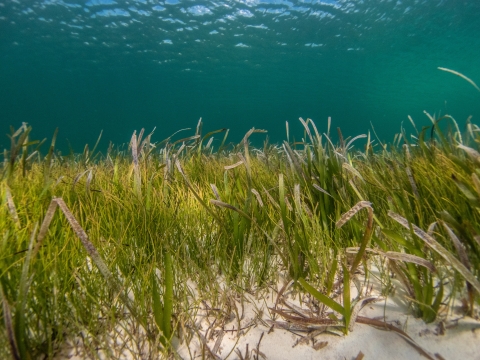 seagrass