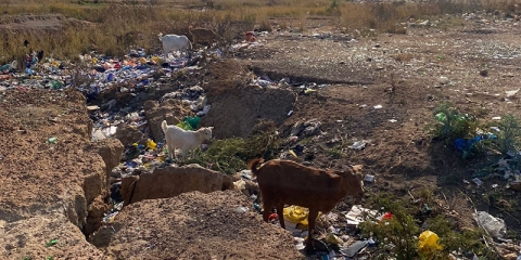 Goats among plastic waste in South Africa
