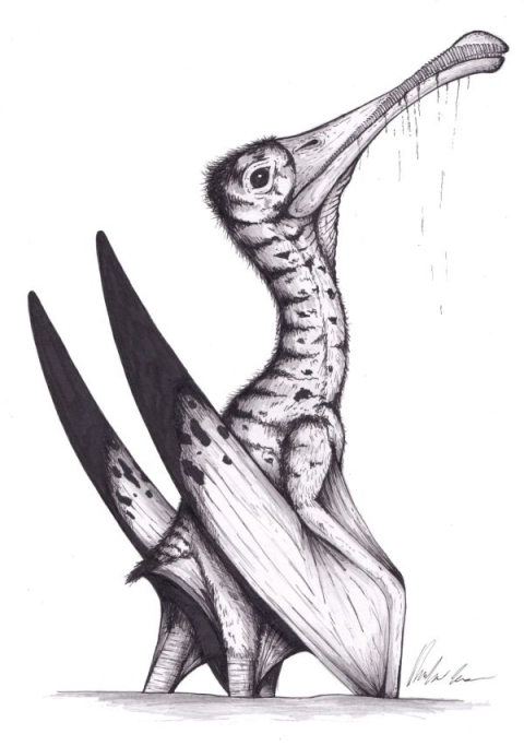 Artwork of a Jurassic pterosaur