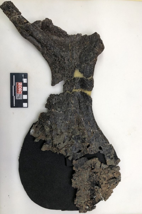 An image of the dinosaur's pubic bone