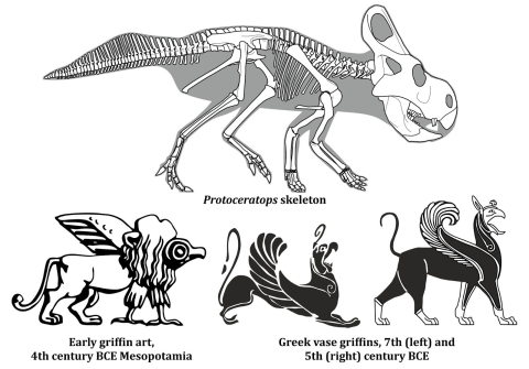 Comparisons between the skeleton of Protoceratops and ancient griffin art