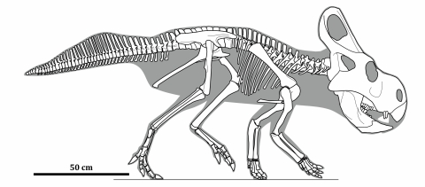 Protoceratops skeletal reconstruction © Witton 2023