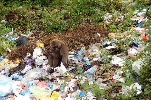 Macaque interacting with plastic waste © Teresa Romero