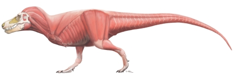 Tyrannosaurus muscle study image