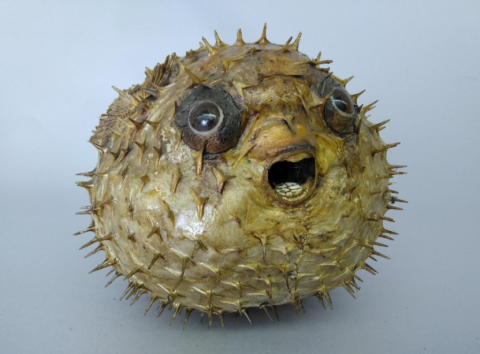 Image of taxidermy porcupine fish on display at Cumberland House Natural History Museum