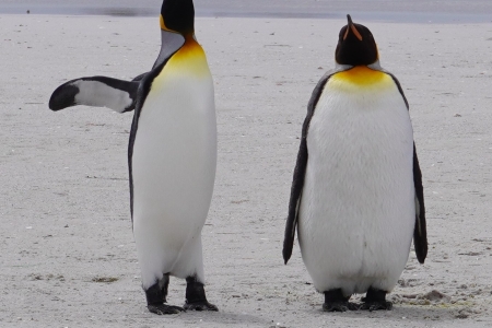 A photo of two penguins in The Falklands taken by Gareth Price